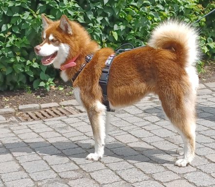 Akira